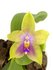Phalaenopsis venosa x bellina_