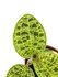 Macodes petola "jewel orchid"_