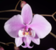 Phalaenopsis schilleriana_