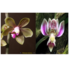 Phalaenopsis stobartiana x finleyi_