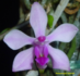 Phalaenopsis taenialis_