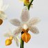 Phalaenopsis mini mark_