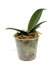 Phalaenopsis mini mark_