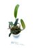 Bulbophyllum ambrosia_