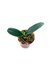 Phalaenopsis (sedirea) japonica_